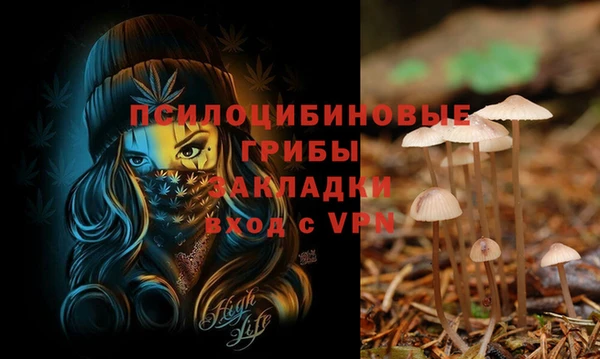 гашик Алексин